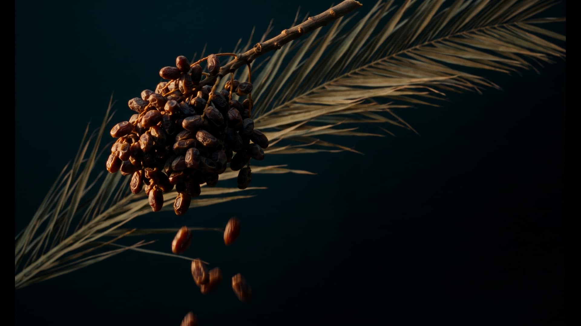 A heavy cluster of dates still on the branch suspended in mid-air, deep amber and glistening, with loose dates falling away beneath