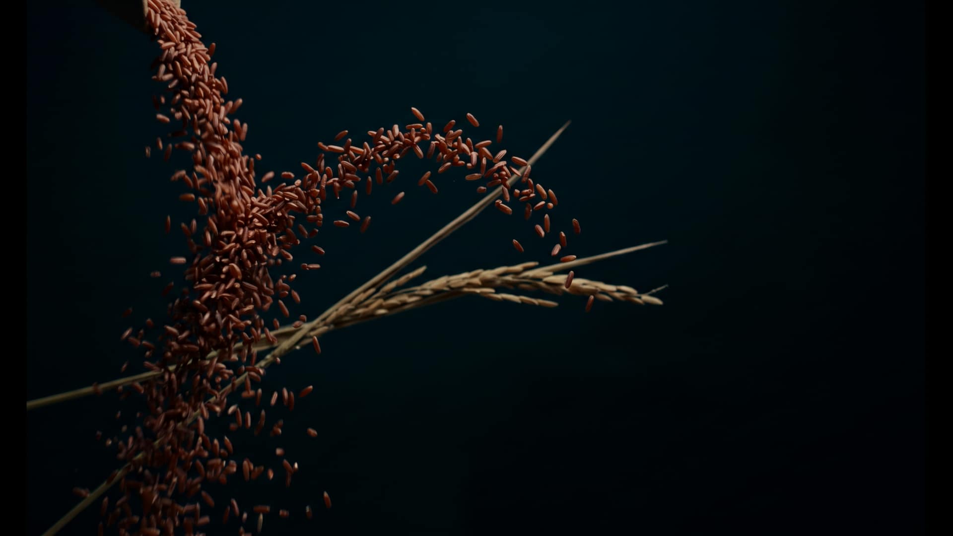 A cascading stream of raw red rice grains pouring through the air and breaking into an arc of individual grains beside unhusked paddy stalks